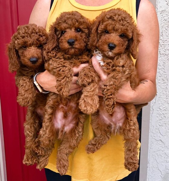Pudel- caniche