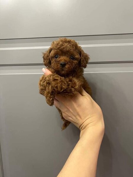 Pudel- caniche