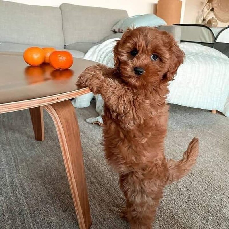 Pudel- caniche