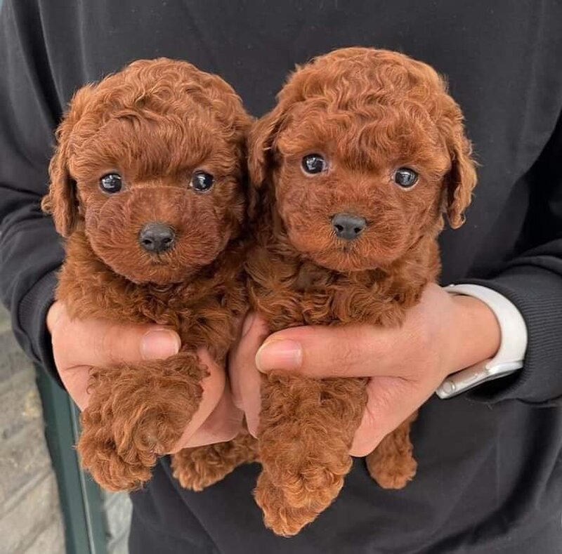 Pudel- caniche