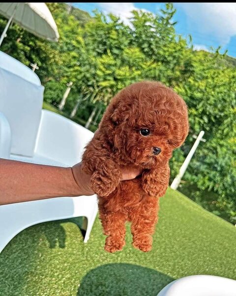 Pudel- caniche