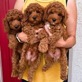Pudel- caniche